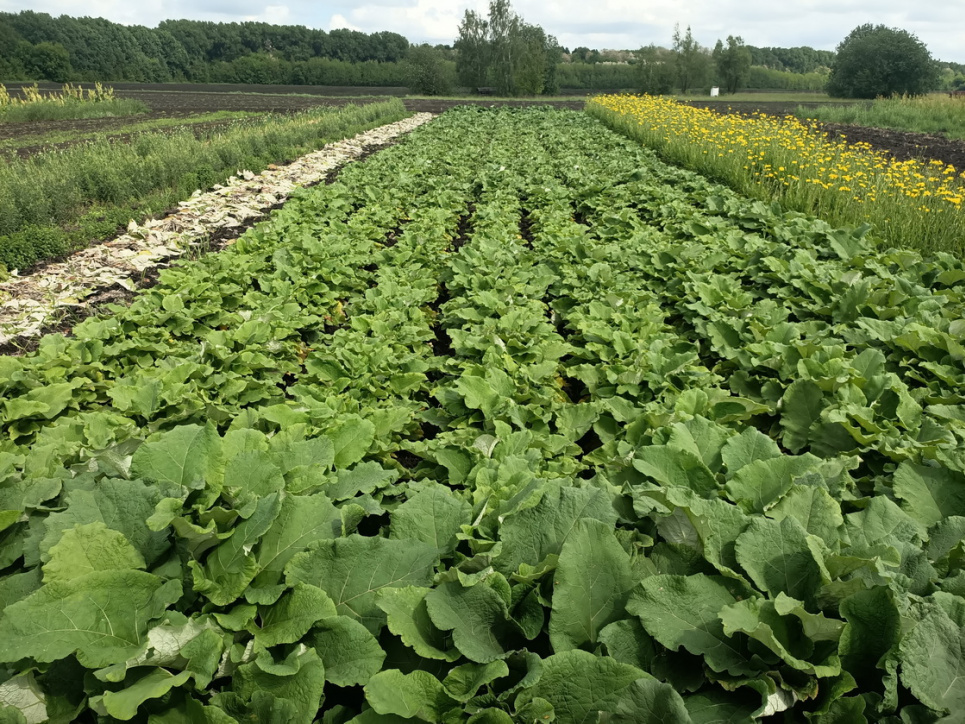 "Суперфуд" під загрозою - селекціонери вивели їстівний лопух, але не можуть сплатити за нього державі Перший їстівний лопух України
