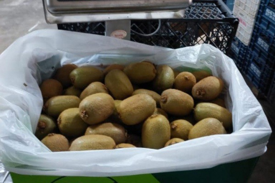 Иранские экспортеры фруктов рассказали о «войне» и забастовках, которые срывают торговлю Фото: Elisavet Kyriazi