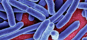 Бактерія Escherichia coli, яка є частиною здорової мікробіоти кишківника. NIAID / CDC / SCIENCE PHOTO LIBRARY