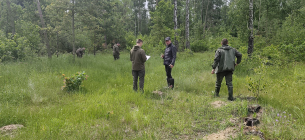 Незаконна вирубка лісу на Поліссі