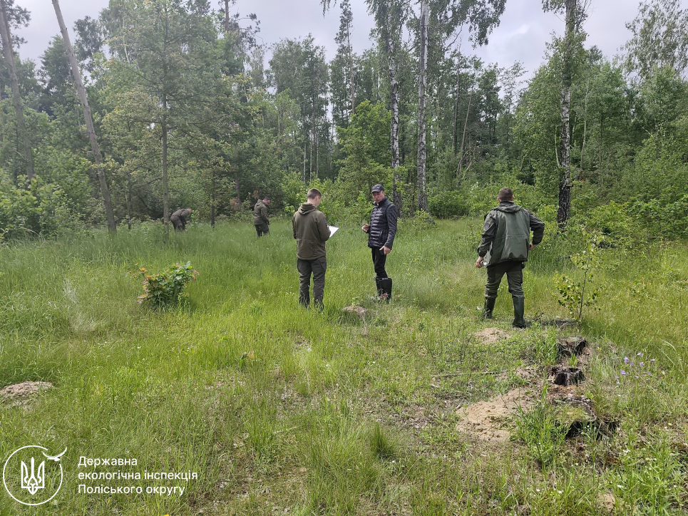 Масштабна вирубка на Поліссі: незаконно зрізали понад 200 дерев Незаконна вирубка лісу на Поліссі