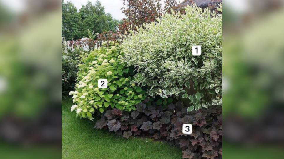 Яскравий дует і ніжний акцент: куточок краси у вашому саду без зайвого клопоту Фото: «Дача та город»