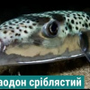 У Чорному морі фіксують смертельно небезпечну рибу-кулю (тетраодон)