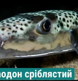 Смертельна небезпека: в Чорному морі біля Одеси все частіше помічають отруйну рибу-кулю У Чорному морі фіксують смертельно небезпечну рибу-кулю (тетраодон)