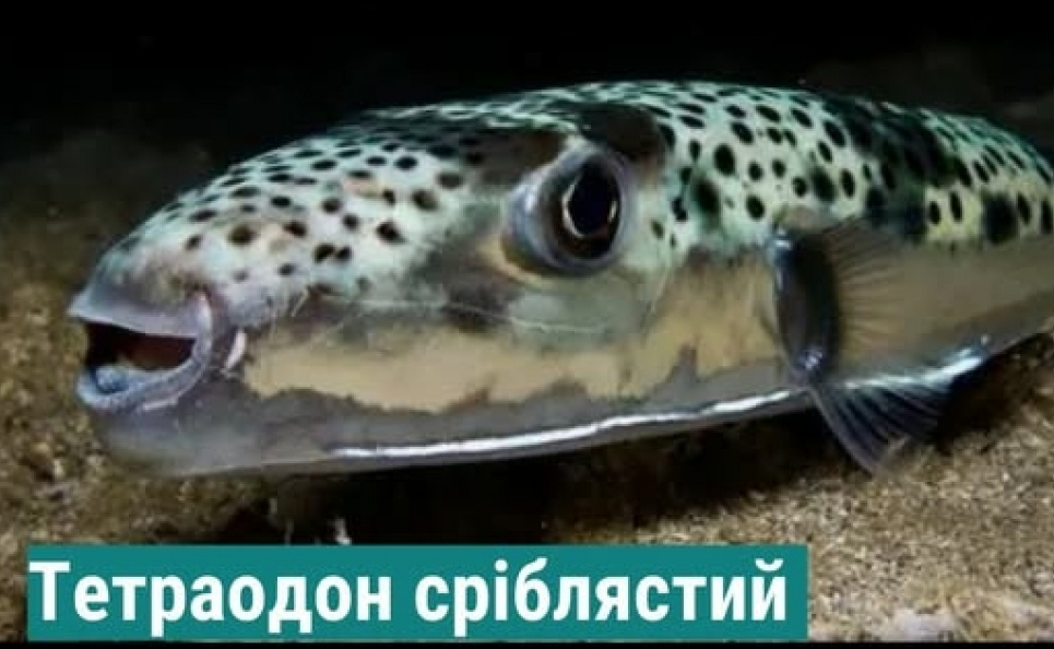 Смертельна небезпека: в Чорному морі біля Одеси все частіше помічають отруйну рибу-кулю У Чорному морі фіксують смертельно небезпечну рибу-кулю (тетраодон)