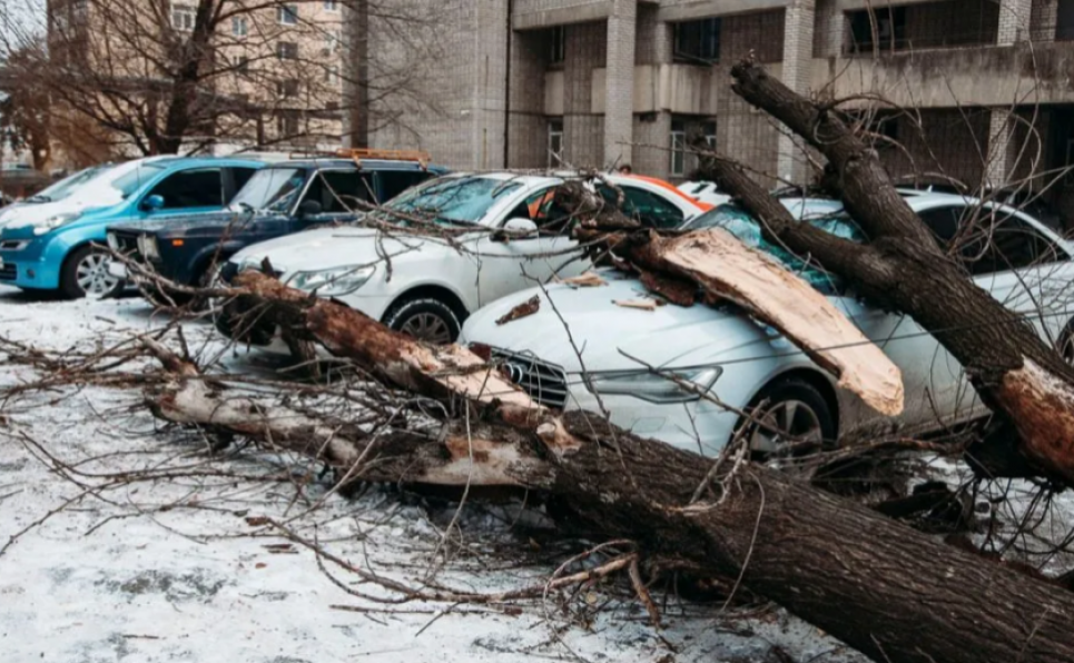 Власти Днепра выплатят почти полмиллиона гривен владелице автомобиля, на который упало дерево Фото иллюстративное