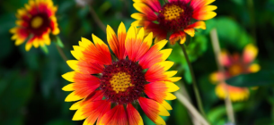 Фото: Almanac.com