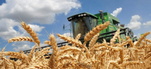 Цены на причерноморскую пшеницу снизились после нового тендера Алжира Фото иллюстративное