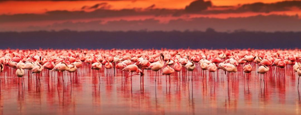 Фламинго на озере Натрон. Фото: Anna Om/Shutterstock
