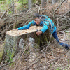 Фото: t.me/natureprotectionukraine