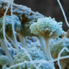 Грибок Aspergillus flavus. Джерело фото: Eye of Science