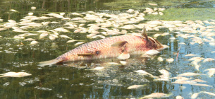 Украинские водоемы атакует паразит — что важно знать каждому Мертвая рыба. Фото из открытых источников