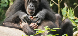 Альфа-самці — вигадка? У приматів усе складніше Шимпанзе. Фото з відкритих джерел