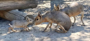 Родина екзотичних патагонських мар вперше дала потомство (ФОТО) У Вінницькому зоопарку вперше народилася патагонська мара