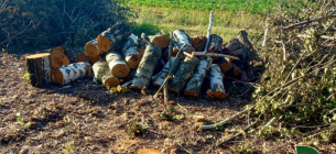 В Винницкой области фермер вырубил 400 деревьев, нанеся ущерб на 1,2 млн грн
