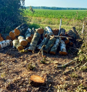 Розширював поле за рахунок лісу: на Вінниччині фермер вирубав 400 дерев На Вінниччині фермер вирубав 400 дерев, завдавши збитків на 1,2 млн грн