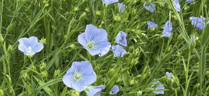 Лляне поле на місці падіння метеорита: як фермер на Полтавщині поєднав космос та органічне землеробство Фермер на Полтавщині поєднав космос та органічне землеробство