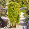 Фото: Holflorshop.cz