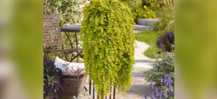 Фото: Holflorshop.cz