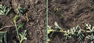 На Одещині нашестя зайців загрожує залишити фермерів без врожаю кавунів Нашестя зайців на Одещині: фермери можуть залишитись без врожаю кавунів