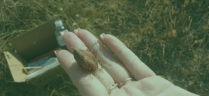 На Одещині науковці зібрали матеріал для відновлення червонокнижних рослин На Одещині збирають насіння червонокнижних рослин для їх відновлення