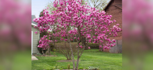 Фото: Brighterblooms.com