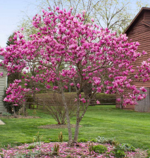 Магнолія у ландшафтному дизайні: витончена краса та аромат Фото: Brighterblooms.com