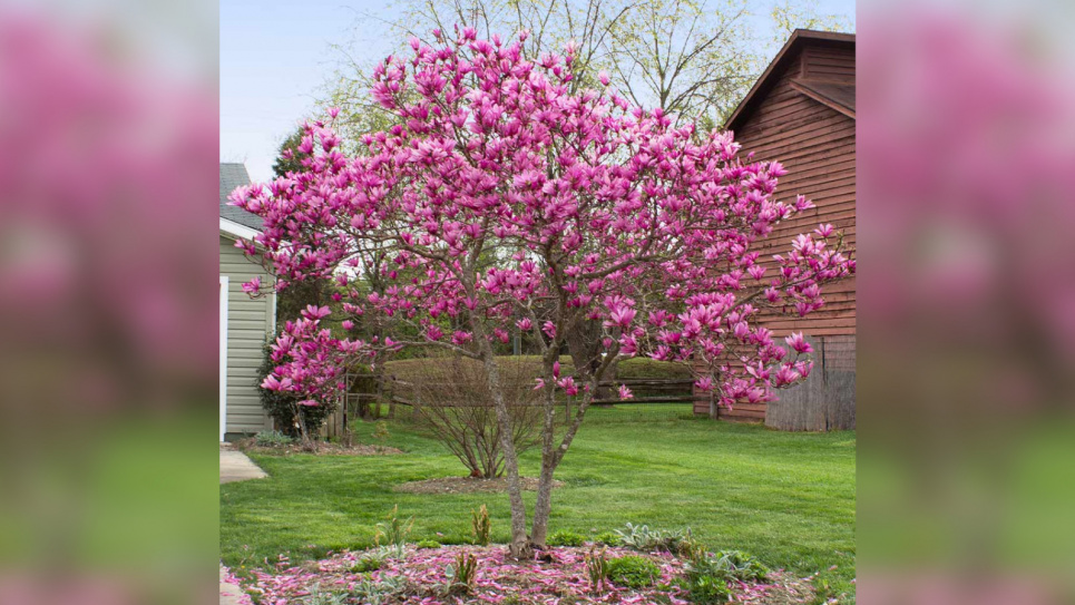 Магнолія у ландшафтному дизайні: витончена краса й аромат Фото: Brighterblooms.com