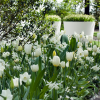 Монохромні сади: один колір — безмежна краса Фото: Gardeningetc.com