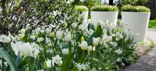 Фото: Gardeningetc.com