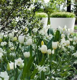 Монохромные сады: один цвет — безграничная красота Фото: Gardeningetc.com