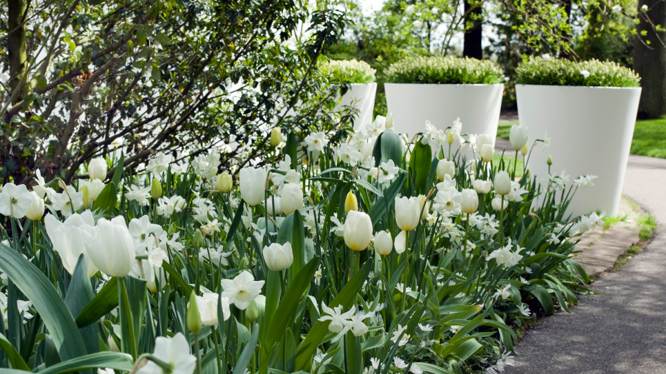 Фото: Gardeningetc.com