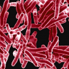 Фото: Cdc.gov