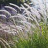Фото: lautrejardin.ch