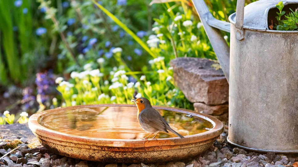 Сад для птиц: повышаем биоразнообразие с пернатыми Фото: Woodlandtrust.org.uk