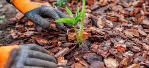 Фото: Nature-and-garden.com