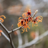 Фото: Gardens.duke.edu