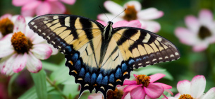 Рослини кричать? Метелики слухають! Фото: Txdg.org