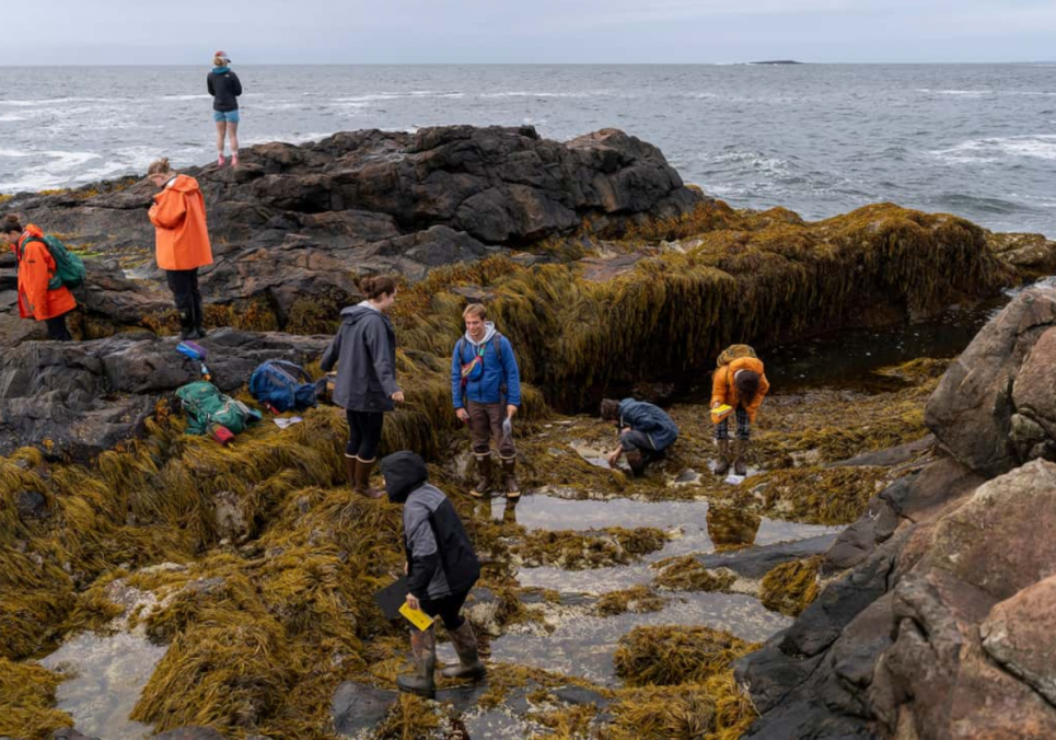 Чого не очікували науковці: як змінилися узбережжя за 25 років Фото: Colby.edu