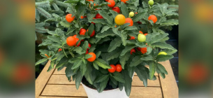 Фото: Gardeningexpress.co.uk
