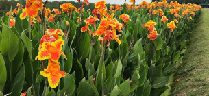 Фото: Gardenerspath.com