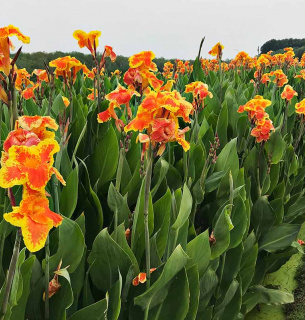Фото: Gardenerspath.com