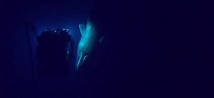 Глибоководному видобутку бути чи не бути? Кити в зоні ризику через людей Фото: Earthtouchnews.com