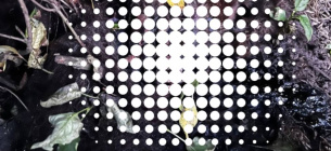 Звірство на Волині: невідомі викрали, "катували по телефону" та жорстоко вбили собаку (ФОТО) Звірство на Волині: невідомі викрали, катували та вбили собаку