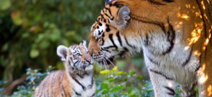 Цар джунглів, якого треба рятувати Фото ілюстративне: pixnio