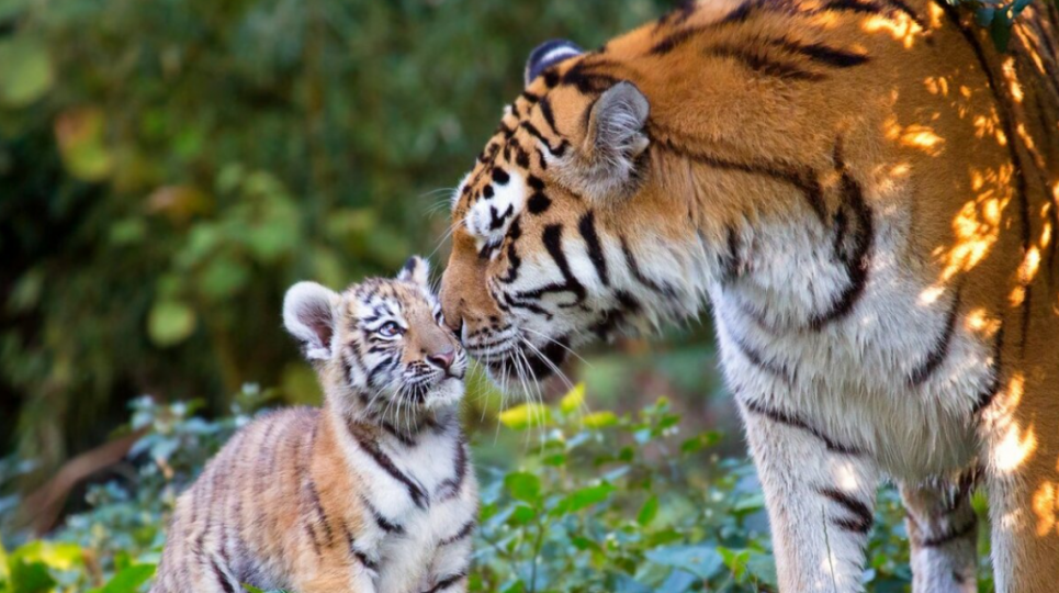 Царь джунглей, которого нужно спасать Фото иллюстративное: pixnio