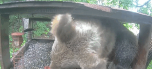 Ведмідь заліз у пташину годівничку і заснув - курйоз у Словаччині Ведмідь заснув у пташиній годівничці в Словаччині — курйозне відео