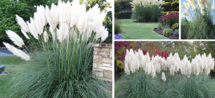 Фото: Gardenplantsonline.co.uk