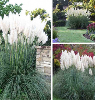 Фото: Gardenplantsonline.co.uk