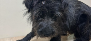 На Волині чоловік катував собаку струмом і закопав живцем: тварина дивом вижила На Волині чоловік жорстоко катував собаку і закопав живцем